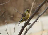 Oriental Greenfinch.jpg