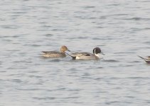 Pintail.jpg