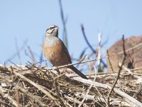 IMG_2739_Rock Bunting.jpg