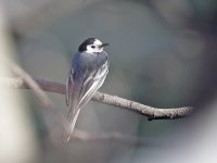 IMG_2659_White Wagtail.jpg