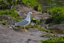 Yellow-leggedGull1TS800.jpg