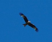 Leighton Moss 02-06-11 341.JPG