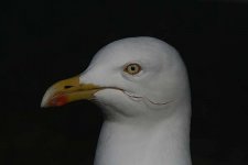 herringgull140206a.jpg