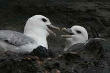 fulmar170206b.jpg