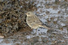 rockpipit160206a.jpg