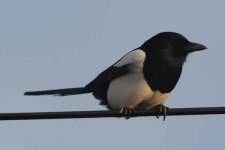 magpie170206g.jpg