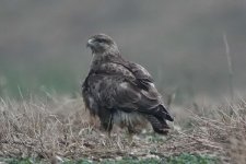 buzzard150206b.jpg