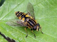 Hoverfly  BF 02.JPG