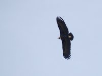 IMG_3350_Cinereous Vulture.jpg