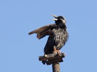 IMG_3748_Spotless Starling.jpg