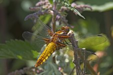 Broad Bodied Chaser20110613Burdon Moor_MG_5576.jpg