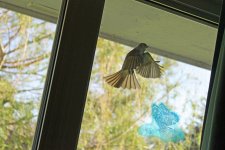 great crested flycatcher IMG_7780.jpg