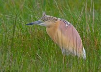 SquaccoHeron1SI800.jpg