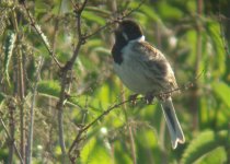 Reed bunting2.jpg