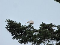 egret 3.JPG