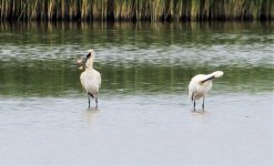 30-06-11BTSpoonbill00BS.jpg