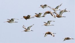 30-06-11BTGodwit0BS.jpg