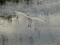 little egret flight.JPG