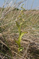 20110703_Lindisfarne-Hel-Holy-Is_364.jpg