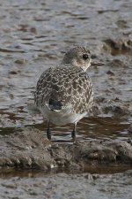 greyplover240206a.jpg