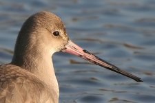 blackwit090106b.jpg