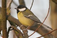 greattit090106c.jpg