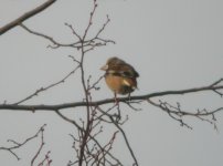 Hawfinch 2.jpg