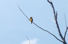 1061 Unknown bird near P Ranch, Malheur, OR, 17 June 2011.jpg