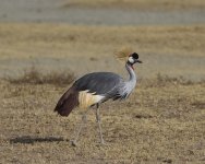 CrownedCrane.JPG