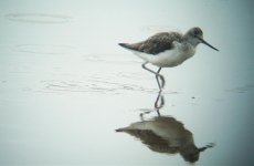 greenshank3.jpg