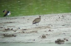 whimbrel 2.jpg