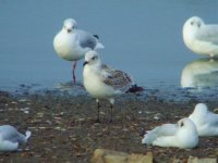 Med Gull Flashes 060911.jpg