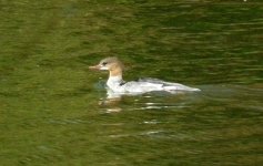 merganser1.jpg