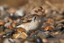 snowbunting250206t.jpg