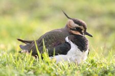 lapwing270106s.jpg