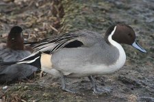 pintail080206e.jpg