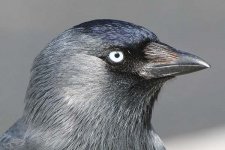 jackdaw140206c.jpg