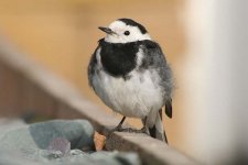 piedwagtail110206f.jpg