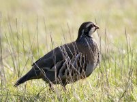 RedLeggedPartridge3.jpg