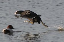 coot120106b.jpg