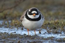 ringedplover250206d.jpg