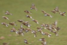 snow buntings2.jpg