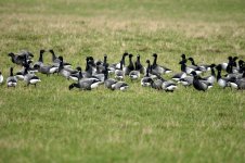 brent geese.jpg