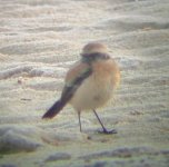 Desert Wheatear.jpg