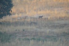 Iberian Wolf in NW Spain 007.JPG