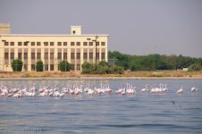 flamingos 0807 01 suweikhmaternity.JPG