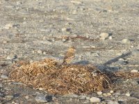 lark bunting 144.jpg