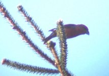 crossbill1.jpg