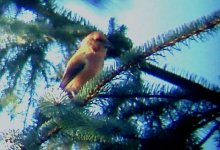 crossbill3.jpg