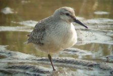 red knot.jpg